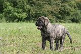 MASTIFF 007